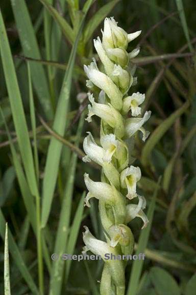 spiranthes romanzoffiana 2 graphic